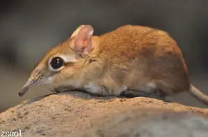 Discover the Unique 'Tiny Elephant': Elephant Shrew's Incredible Speed & Superior Memory-2