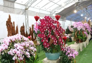 Exquisite Phalaenopsis Orchid Arrangements: Luxury Floral Decor Ideas and Professional Artistry for Festive Celebrations-0