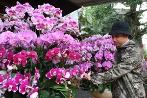 Exquisite Phalaenopsis Orchid Arrangements: Luxury Floral Decor Ideas and Professional Artistry for Festive Celebrations-9