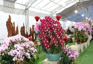 Exquisite Phalaenopsis Orchid Arrangements: Luxury Floral Decor Ideas and Professional Artistry for Festive Celebrations-2