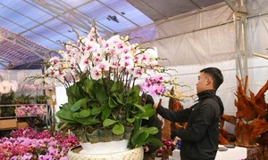 Exquisite Phalaenopsis Orchid Arrangements: Luxury Floral Decor Ideas and Professional Artistry for Festive Celebrations-3