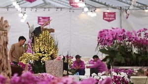 Exquisite Phalaenopsis Orchid Arrangements: Luxury Floral Decor Ideas and Professional Artistry for Festive Celebrations-8