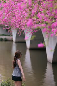 Vibrant Pink Bougainvillea Bridge: Ecopark Hung Yen's Hottest New Check-in Spot Captivating Youth-2