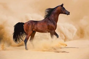 The Majestic Arabian Horse: The Legendary Breed That Shaped History and the Rise of Islamic Civilizations-1