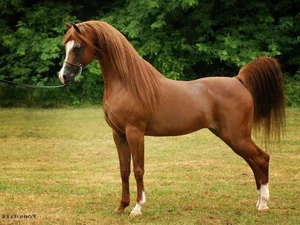 The Majestic Arabian Horse: The Legendary Breed That Shaped History and the Rise of Islamic Civilizations-8
