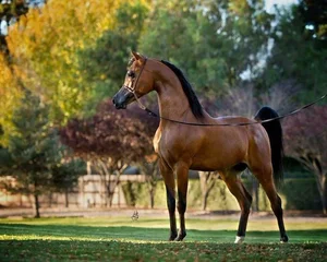 The Majestic Arabian Horse: The Legendary Breed That Shaped History and the Rise of Islamic Civilizations-7