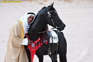 The Majestic Arabian Horse: The Legendary Breed That Shaped History and the Rise of Islamic Civilizations-2