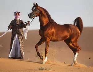The Majestic Arabian Horse: The Legendary Breed That Shaped History and the Rise of Islamic Civilizations-6