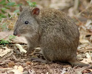 Discover the Potoroo: Australia's Ancient, Mysterious Marsupial & Ecosystem Engineer-8