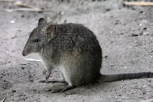 Discover the Potoroo: Australia's Ancient, Mysterious Marsupial & Ecosystem Engineer-0