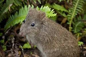 Discover the Potoroo: Australia's Ancient, Mysterious Marsupial & Ecosystem Engineer-5