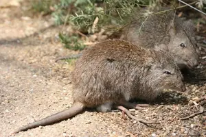 Discover the Potoroo: Australia's Ancient, Mysterious Marsupial & Ecosystem Engineer-7