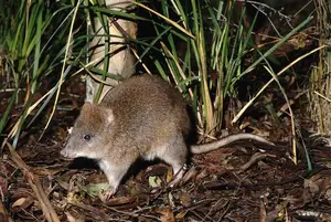 Discover the Potoroo: Australia's Ancient, Mysterious Marsupial & Ecosystem Engineer-4