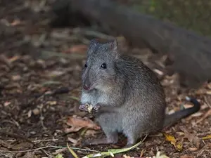 Discover the Potoroo: Australia's Ancient, Mysterious Marsupial & Ecosystem Engineer-6
