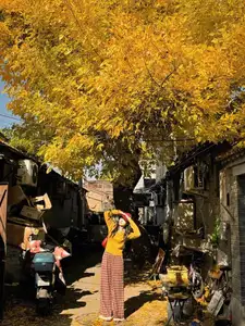 Golden Autumn Beijing: Discover Ginkgo Leaf Beauty & Capture Unforgettable Memories | Perfect Journey-10