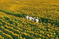 Immerse in Golden Rapeseed Fields: Girl's Artistic Photography Amidst Peaceful Charm, Attracting Year-End Visitors.-4