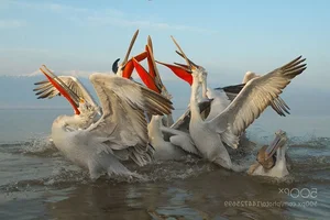 The Incredible Hunting Secrets of Pelicans: Discover the Bird with the World’s Most Unique Beak and Group Fishing Tactics-8