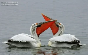 The Incredible Hunting Secrets of Pelicans: Discover the Bird with the World’s Most Unique Beak and Group Fishing Tactics-1