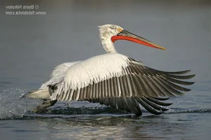 The Incredible Hunting Secrets of Pelicans: Discover the Bird with the World’s Most Unique Beak and Group Fishing Tactics-4
