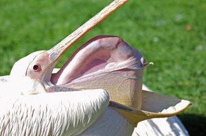 The Incredible Hunting Secrets of Pelicans: Discover the Bird with the World’s Most Unique Beak and Group Fishing Tactics-6