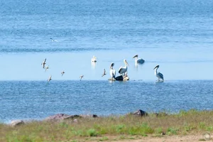 The Incredible Hunting Secrets of Pelicans: Discover the Bird with the World’s Most Unique Beak and Group Fishing Tactics-2