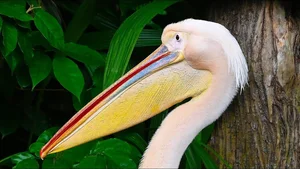 The Incredible Hunting Secrets of Pelicans: Discover the Bird with the World’s Most Unique Beak and Group Fishing Tactics-0