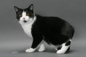 Discover the unique charm of the tailless and round Manx cat-2