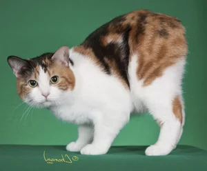 Discover the unique charm of the tailless and round Manx cat-1