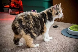 Discover the unique charm of the tailless and round Manx cat-3