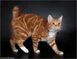 Discover the unique charm of the tailless and round Manx cat-8