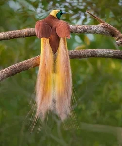 The Greater Bird of Paradise: A Surreal Vision in New Guinea-7