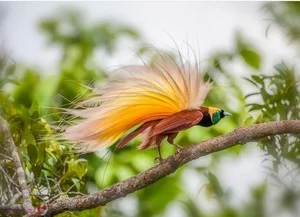 The Greater Bird of Paradise: A Surreal Vision in New Guinea-6