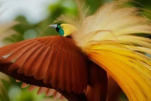 The Greater Bird of Paradise: A Surreal Vision in New Guinea-4