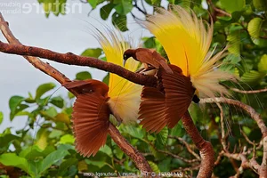 The Greater Bird of Paradise: A Surreal Vision in New Guinea-3
