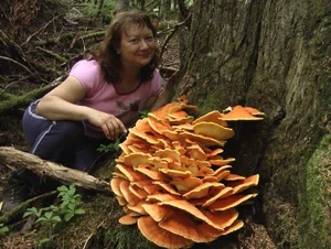 Discover Chicken of the Woods: The Rare Forest Mushroom That Tastes Like Chicken – Laetiporus sulphureus Foraging Guide and Culinary Wonders-1