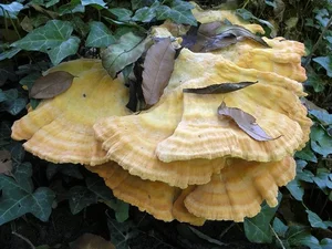 Discover Chicken of the Woods: The Rare Forest Mushroom That Tastes Like Chicken – Laetiporus sulphureus Foraging Guide and Culinary Wonders-8