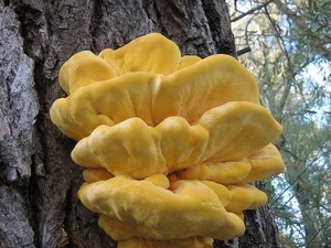Discover Chicken of the Woods: The Rare Forest Mushroom That Tastes Like Chicken – Laetiporus sulphureus Foraging Guide and Culinary Wonders-4