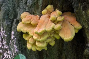 Discover Chicken of the Woods: The Rare Forest Mushroom That Tastes Like Chicken – Laetiporus sulphureus Foraging Guide and Culinary Wonders-0