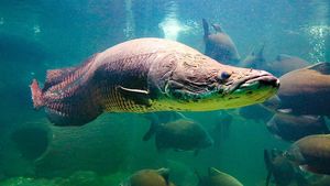 Discover the Arapaima Amazon River Monster Fish A 300kg Fearsome Predator-2