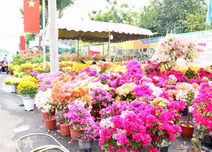 Experience the Vibrant Lunar New Year Flower Markets in Ho Chi Minh City: A Colorful Spring Celebration in Saigon-11