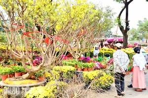 Experience the Vibrant Lunar New Year Flower Markets in Ho Chi Minh City: A Colorful Spring Celebration in Saigon-10