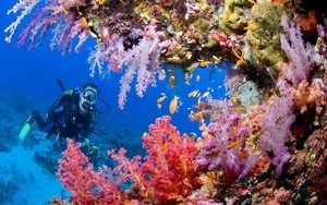 Discover the Pristine Beauty of Tubbataha Reefs: The Philippines' Hidden Marine Paradise and UNESCO World Heritage Site-5