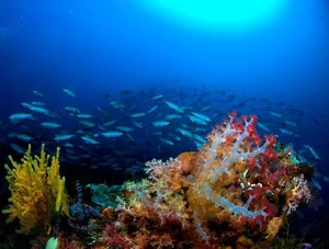 Discover the Pristine Beauty of Tubbataha Reefs: The Philippines' Hidden Marine Paradise and UNESCO World Heritage Site-6