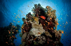 Discover the Pristine Beauty of Tubbataha Reefs: The Philippines' Hidden Marine Paradise and UNESCO World Heritage Site-3