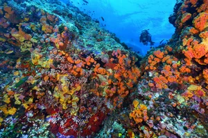 Discover the Pristine Beauty of Tubbataha Reefs: The Philippines' Hidden Marine Paradise and UNESCO World Heritage Site-1