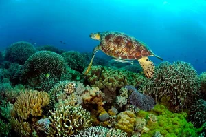Discover the Pristine Beauty of Tubbataha Reefs: The Philippines' Hidden Marine Paradise and UNESCO World Heritage Site-4