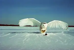 Snowy Owl: Unveiling the Arctic's Master Predator's Superb Hunting Prowess in Icy Realms-2