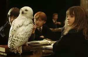 Snowy Owl: Unveiling the Arctic's Master Predator's Superb Hunting Prowess in Icy Realms-6