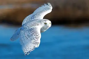 Snowy Owl: Unveiling the Arctic's Master Predator's Superb Hunting Prowess in Icy Realms-0