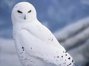 Snowy Owl: Unveiling the Arctic's Master Predator's Superb Hunting Prowess in Icy Realms-8